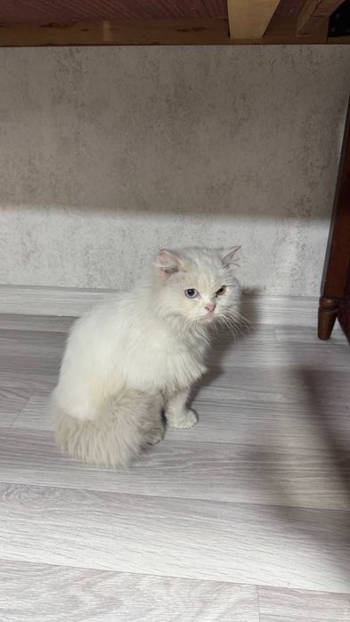 Отдам кошку бесплатно