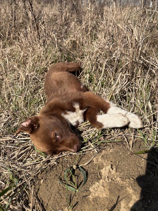 Cățelușele își caută familii!