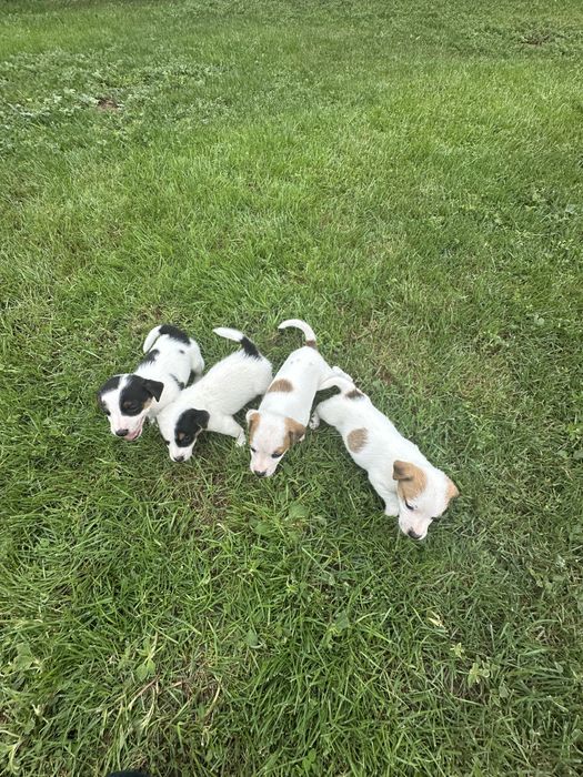 Jack Russell Terrier