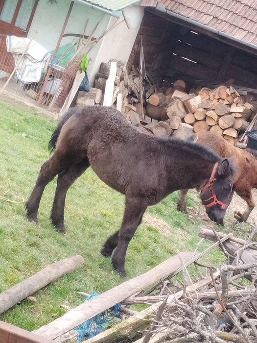 Mânză neagră grea de vânzare sau schimb pe vaci