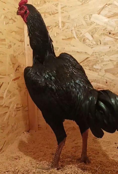 Продается бойцовый