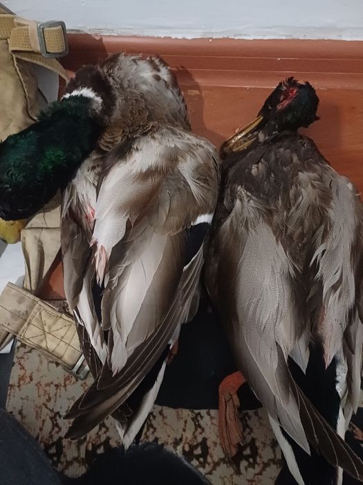 Үйрек бар сатлатын бағасы 2500тг