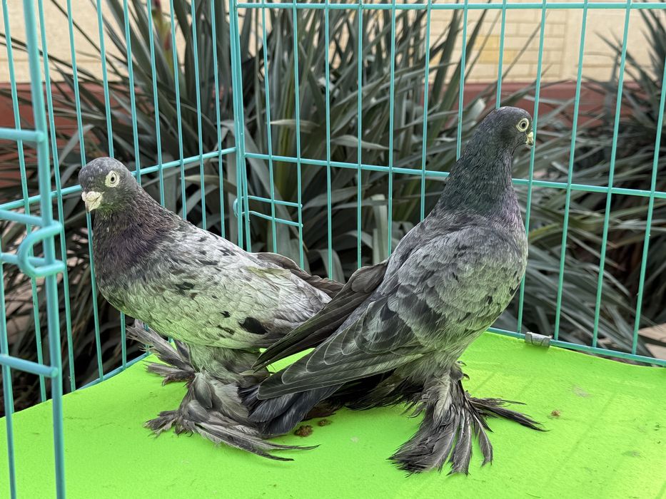 Голуби жолтые пара