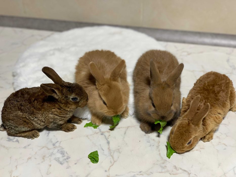 Кролики декоративные