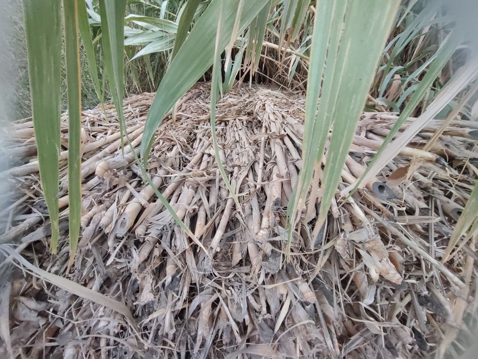 Ґаров камиш Уй ёптшга