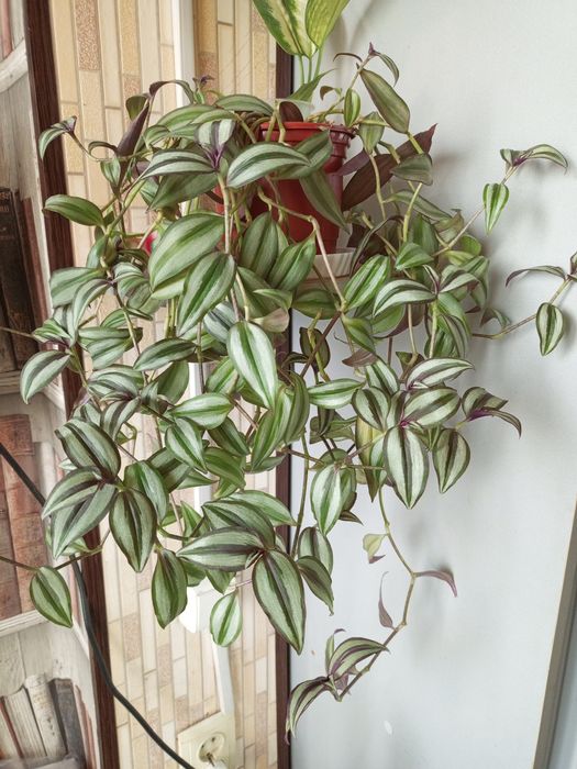 Продам свои комнатные растения