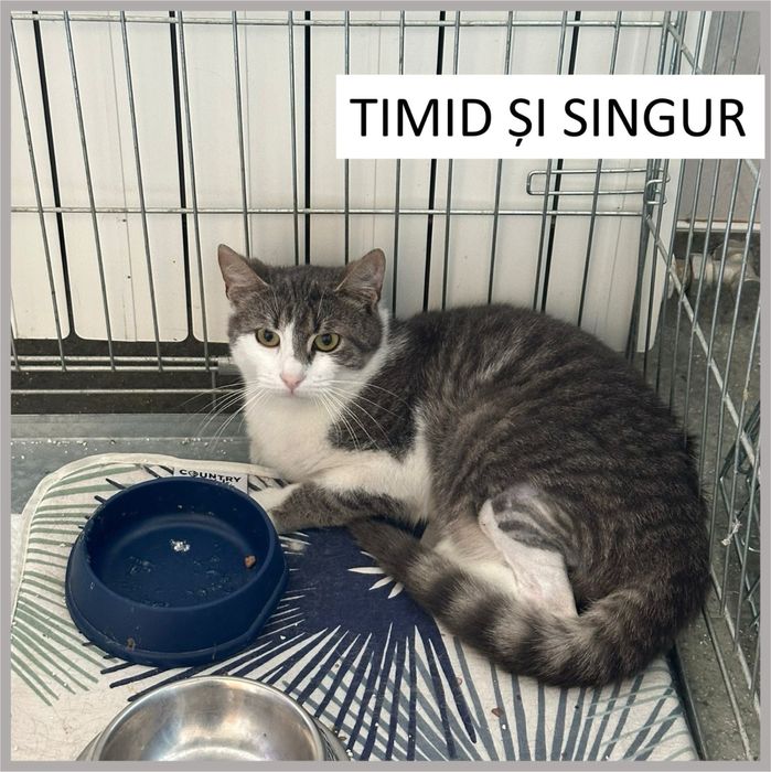 ADOPȚIE - Motănel de 9 luni