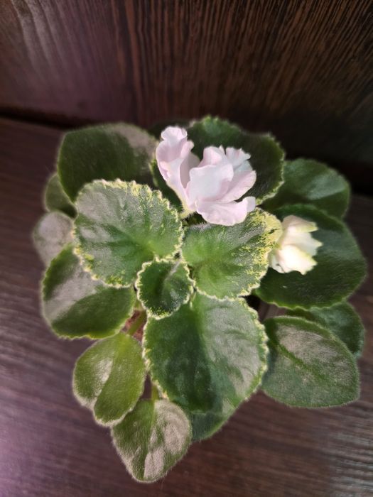 Фиалки белые. Продам.