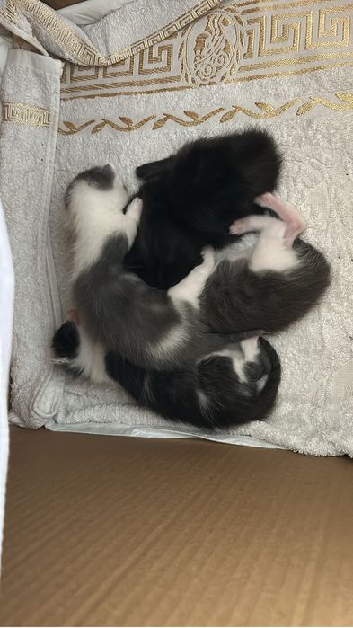 Отдадим котят в добрые руки