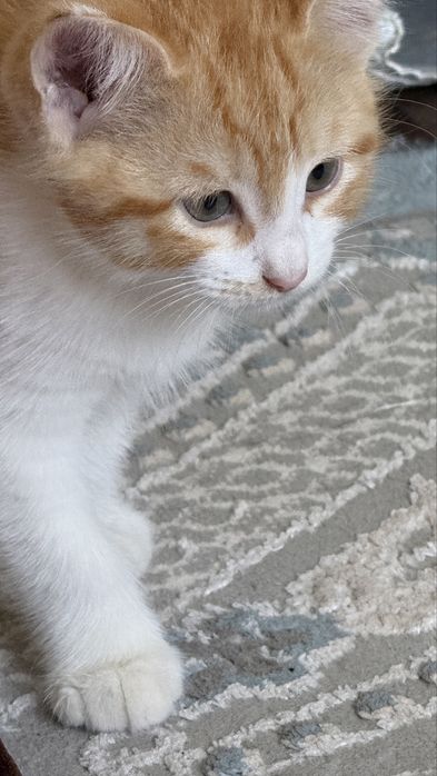Рыжий котенок мальчик