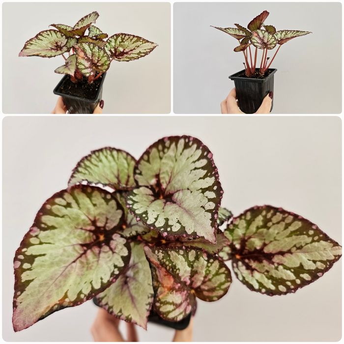 Бегония 1 500 тг