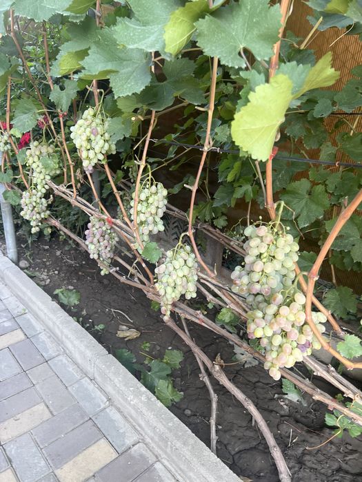 Продам! Виногград