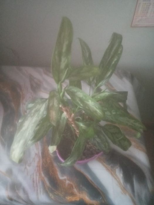 Продам аглонему горшок