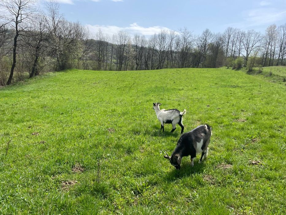 Vând două capre și un ieduț. Preț1100 neg.