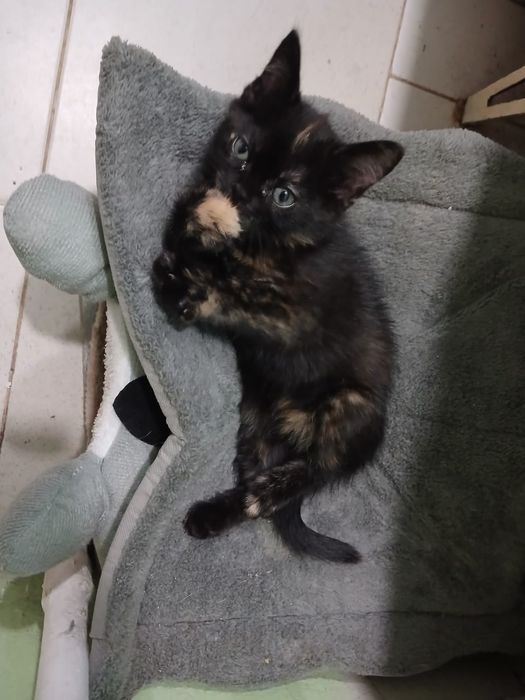 Отдам котёнка в добрые руки