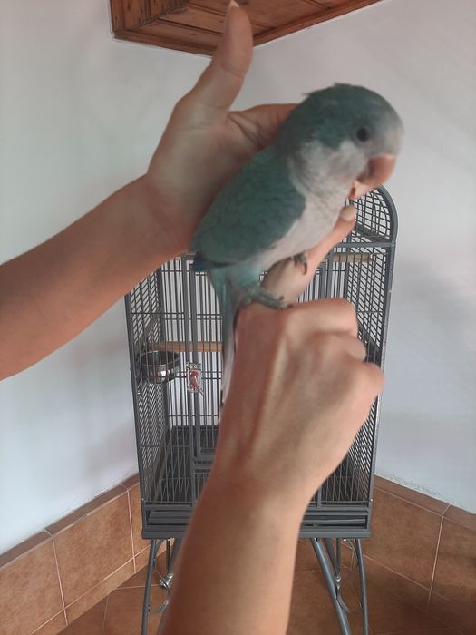 Papagali puiuți călugări