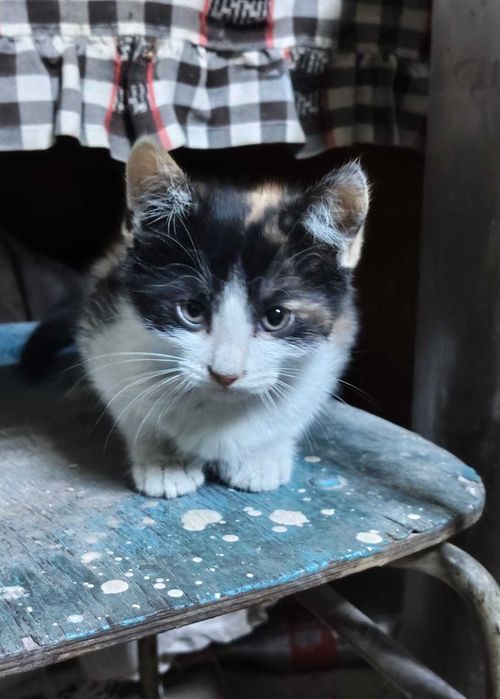 Отдам 4 котят в добрые руки