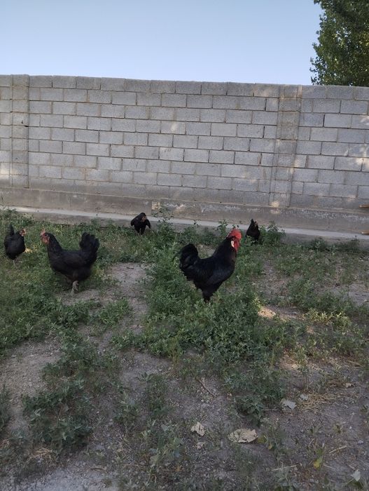 Qora tovuqlar sotiladi