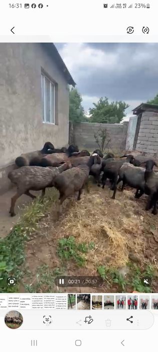 Курбан айтка койлар бар