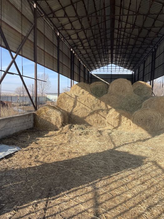 Срочно продам СЕНА