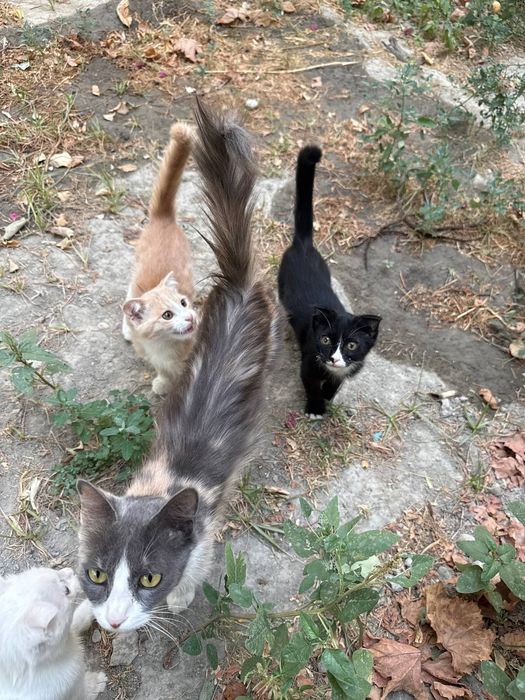 Милые котята ищут любящих хозяев