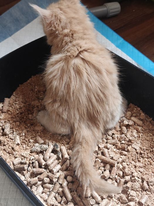 Мейн Кунчики 30 тыс