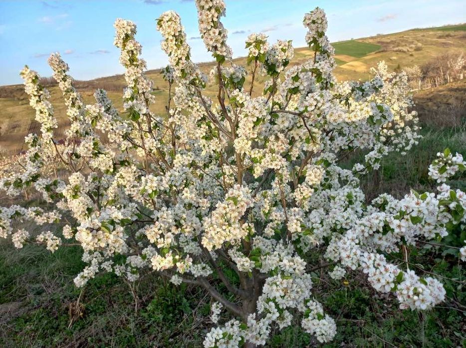 Vand teren intravilan Cristesti Braesti Iasi