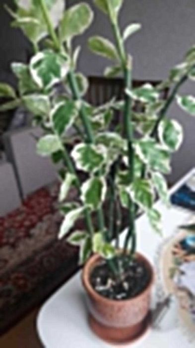 комнатные цветы крупные