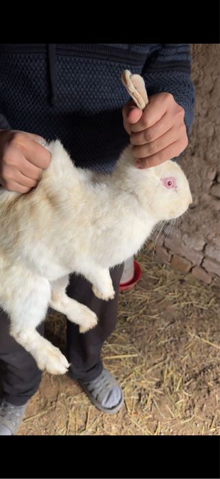 Quyonlar bor hikil ponda