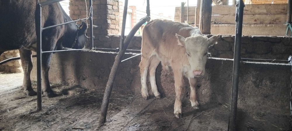 Продам коров с телятами