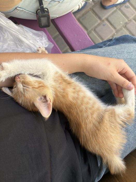 отдам котят в хорошие руки