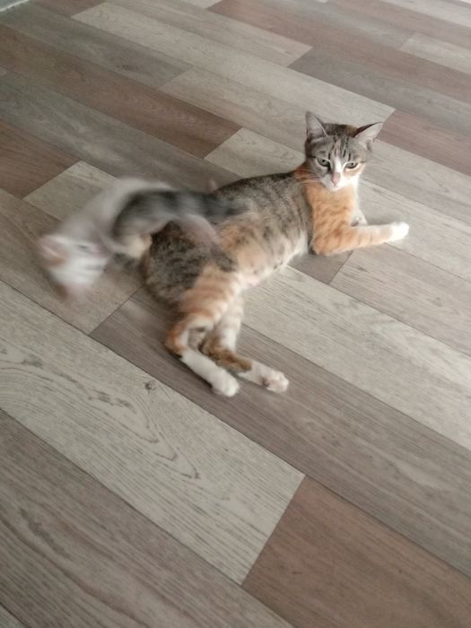 Отдадим молодую кошечку