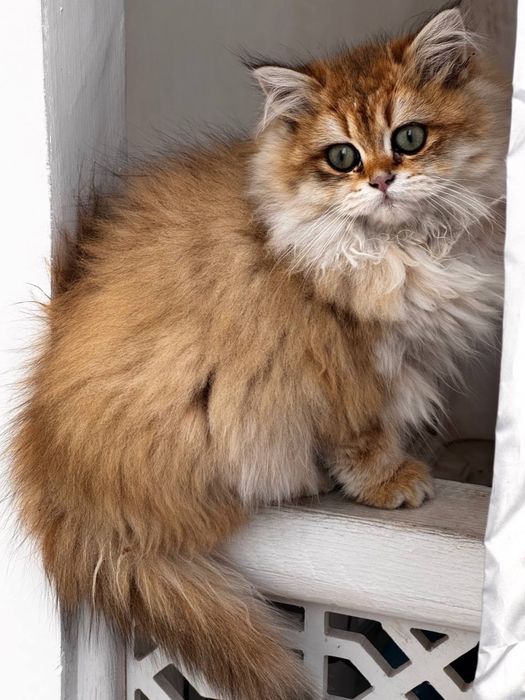 Chinchilla Mushuk Cat