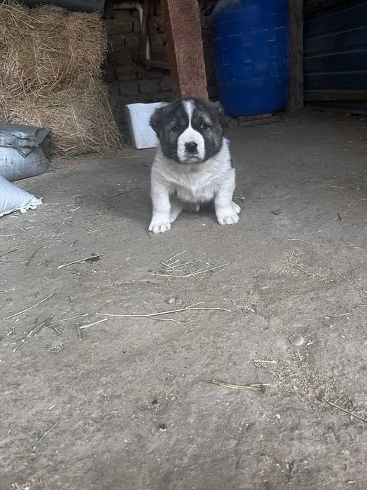 Алабай щенки.   .