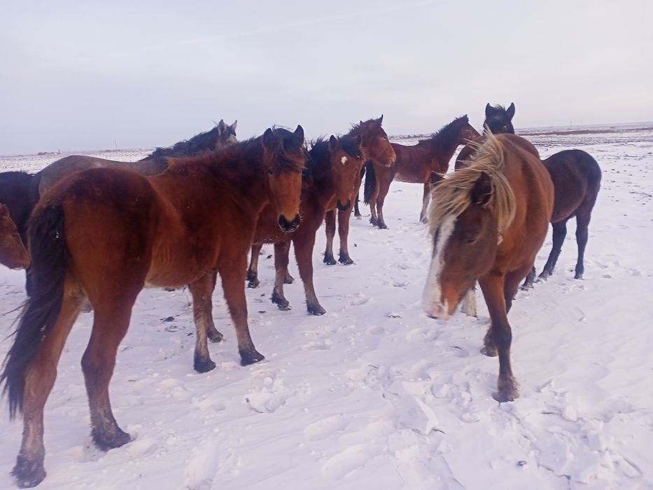 Продам лошадей согым