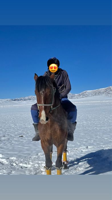 Айғыр Дончак 2018г