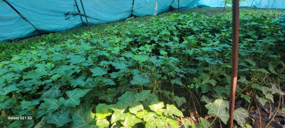 Plush kochati sotiladi