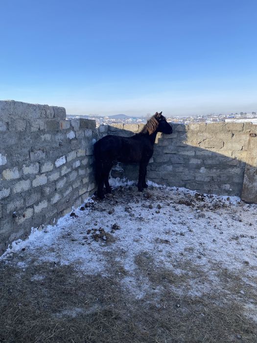 Тай, согым, ургашы