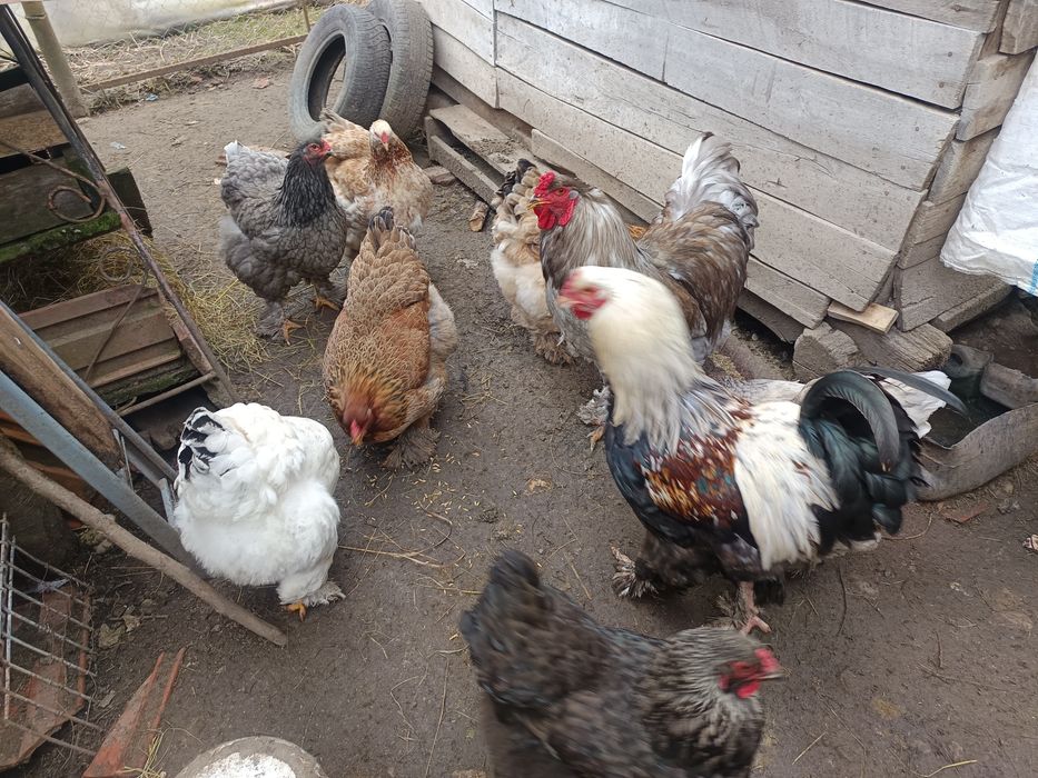 Puisori brahma si motate 15 zile