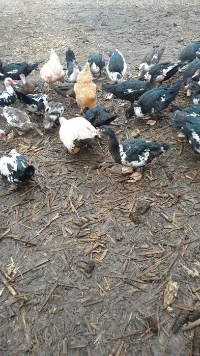 Vând rățoi muți la alegere