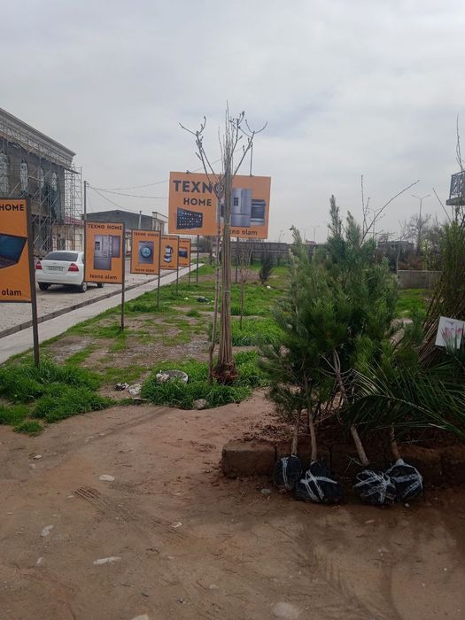 Xar xil turdagi daraxt bor