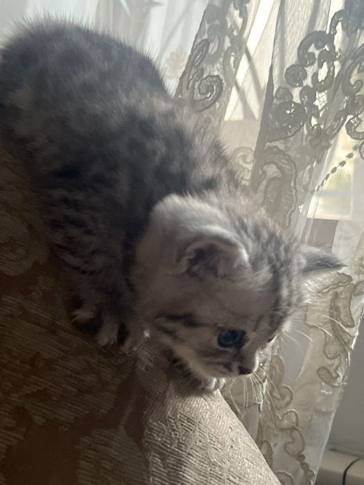 Котята милашки:)СРОЧНО ПРОДАЮ!