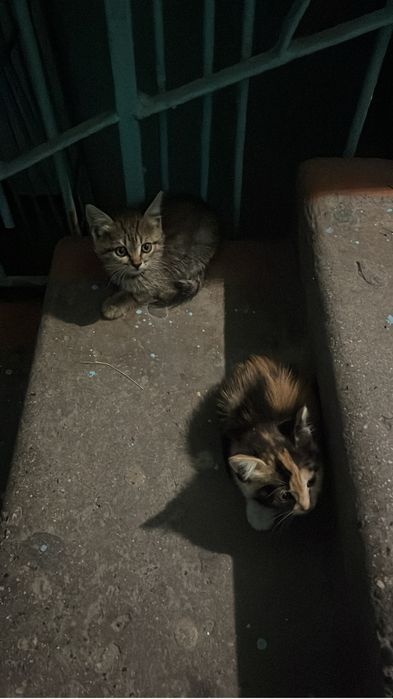 Котята в добрые руки