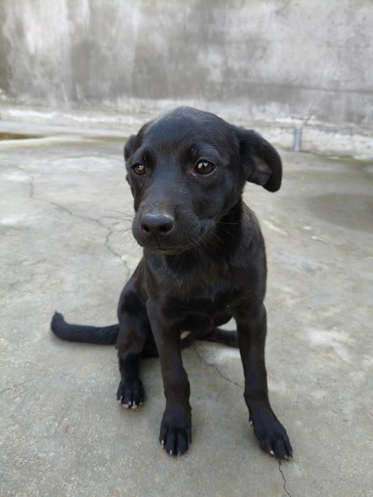 Чёрные лабрадоры