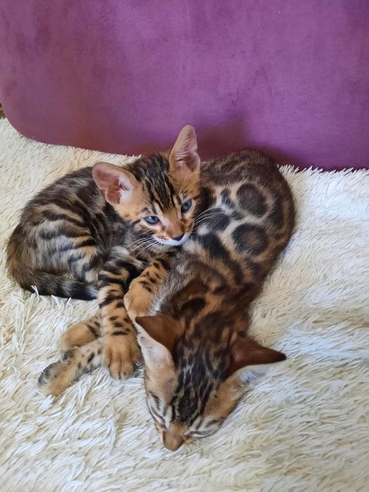 Бенгальские кошки