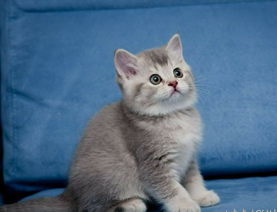 Super skidka mushukchalar sotiladi