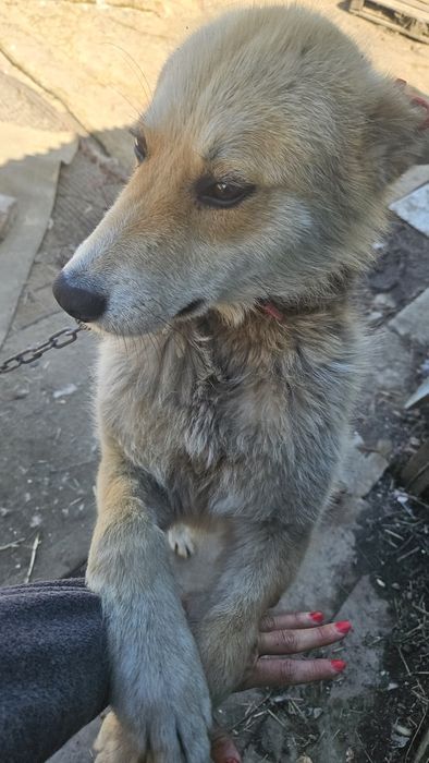 Отдам щенка 8 месяцев