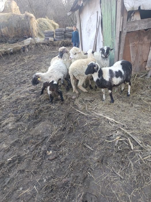 De vânzare 3 noatine breze și 3 oi