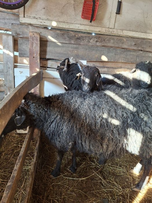 Продам овец на мясо