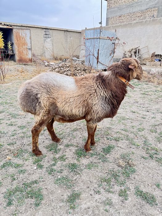 Кучкор билан мода барра сотилади